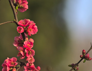 Fototapeta na wymiar pink flowers on a branch