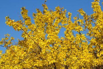 Golden spring flowers Border forsythia