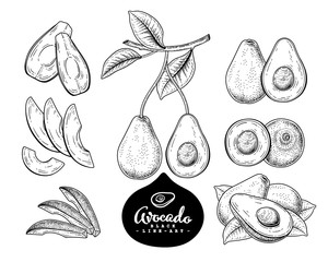 Vector Sketch avocado decorative set. Hand Drawn Botanical Illustrations. Black and white with line art isolated on white backgrounds. Fruits drawings. Retro style elements.