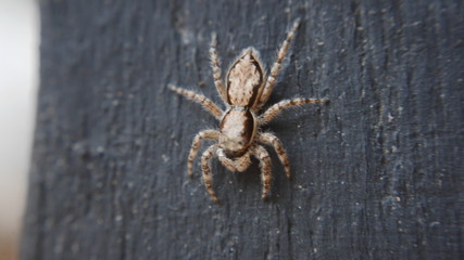 european garden spider