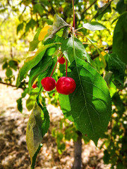 Дикая вишня