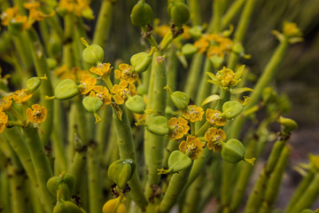 Golden spurge plant flowering, karoo succulent plant