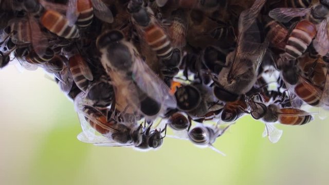 close of honey bees on honeycomb