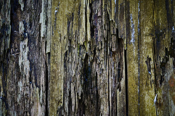 Old wood texture for web background, Rotten, decrepit, rotten wooden backdrop