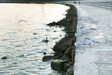 A Flock of Seagulls standing near the sea . A Flock of Seagulls standing near the sea, Brown-headed...
