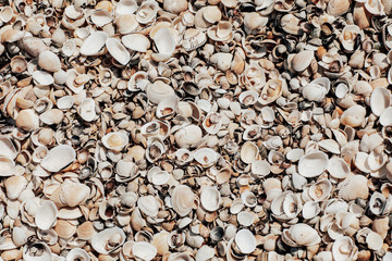 Sea sand shell rock light, texture