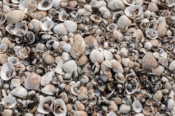 Sea sand shell rock light, texture