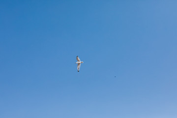Clear blue sky with a white flying bird