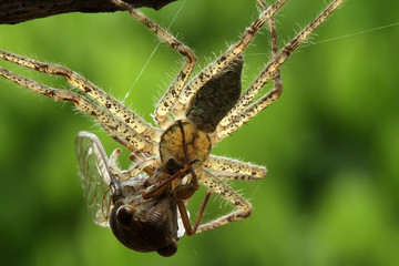 spider on a leaf