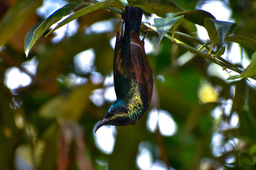A hanging Sun Bird at Kashmir,India.