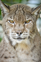 Portrait rapproché sur un Lynx européen