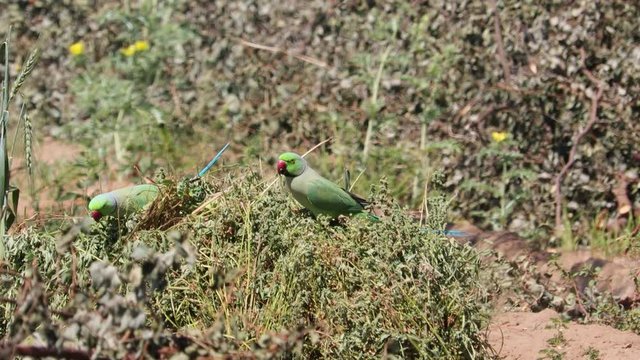 couple parrots eating fenugreek seeds in more hot day
