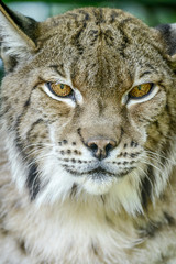 Fototapeta premium Portrait rapproché sur un Lynx européen