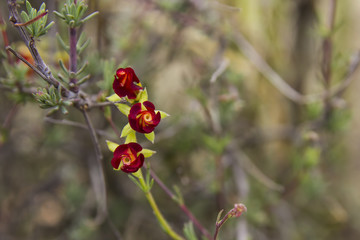 Red Hermania flower, Karoo South Africa