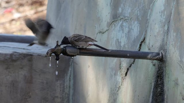 Red Vented Bulbul Bird Drinking Water In Summer