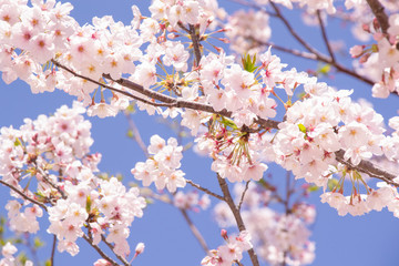 満開の桜