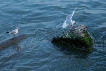 Single seagull flying with with sea as a background . Seagulls are flying above the sea, the sky is blue and cloudless .