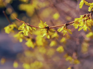 Yellow Forsythia koreana flowers in the garden at the middle of sunny spring