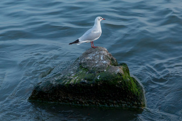 Sea gull looking out to sea . Seagull on rock near the sea in nature . The Seagull is standing on a rocky mound . Seagull on the Pacific Ocean Shore .