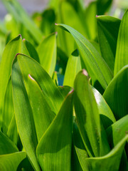 Green grass background texture. Field of fresh green grass texture as a background, top view, horizontal. Artificial green grass texture for background.