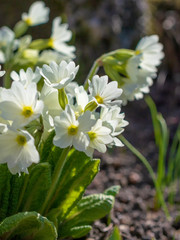 Obraz na płótnie Canvas Primula, or primrose Bloom in early spring. Primrose Primula Vulgaris. White Country Garden Primula Flowers