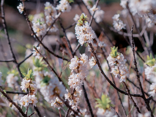 Blooming daphne mezereum . Beautiful mezereon blossoms in spring. Branch with white flowers of mezereum, mezereon, spurge laurel or spurge olive.