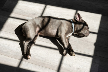 French Bulldog lying on the inside floor