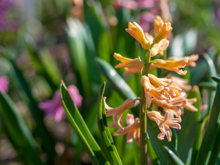 Multi-colored spring wildflowers. Spring flowering. spring background