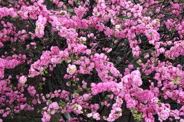 Obraz premium Cherry blossoms. Spring has come. Floral pink background.