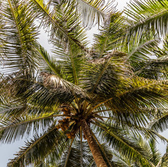 Fototapeta na wymiar King Coconut Plantation Tree fruits Yellow bunches palm coco Sri Lanka