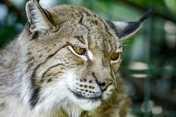 Portrait rapproché sur un Lynx européen