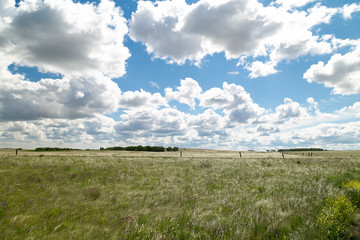 blue sky with Cumulus clouds, field (steppe)