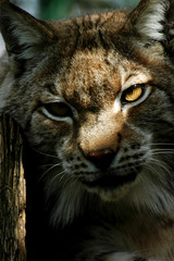 Portrait rapproché sur un Lynx européen