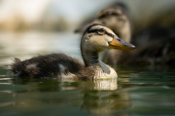 mignon petit canard dans une rivière d'Europe