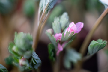 Pink and white, fluffy flowers Trifolium. Clover, aka porridge or Trifolium rubens. macro photo