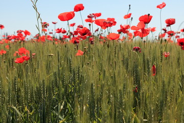 Mohnblumenfeld