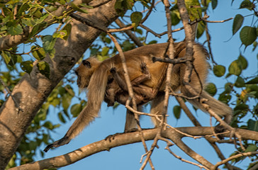 Fototapeta premium money on tree