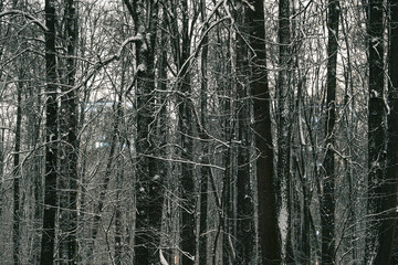Night landscape in the park in Moscow with snow in winter.