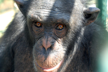 Portrait rapproché sur un scimpanzé