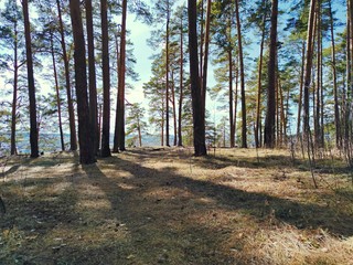 Obraz premium walking in a pine forest on a Sunny spring day against a blue sky