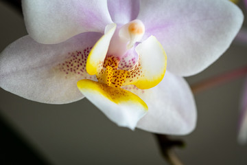 Labellum einer weißen Orchidee