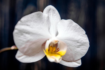 A branch of white orchids on a brown wooden background