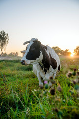 A cow is grazing in a meadow
