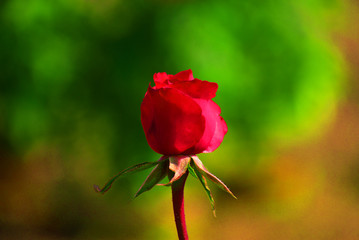 ONE RED ROSE
