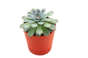 green succulent plant in a pot isolated on white background