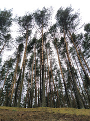 High trees in the park