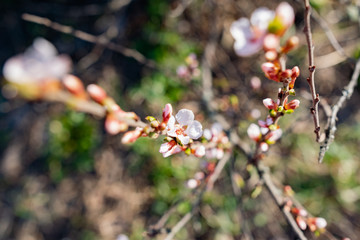 Flowering Chinese cherry tree, shrub in early spring in the orchard in the garden. Thin twigs with swollen buds and buds. Blooms of nature with a fragrant smell of freshness and tenderness.