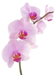 Fototapeta na wymiar pretty pink orchid Phalaenopsis close up isolated