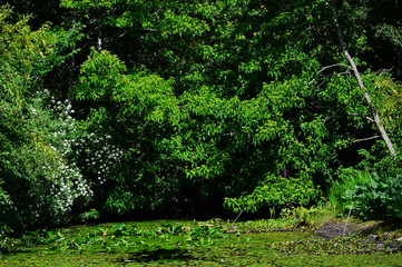 green moss in the garden
