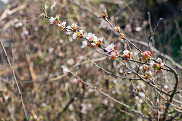 Flowering Chinese cherry tree, shrub in early spring in the orchard in the garden. Thin twigs with swollen buds and buds. Blooms of nature with a fragrant smell of freshness and tenderness.